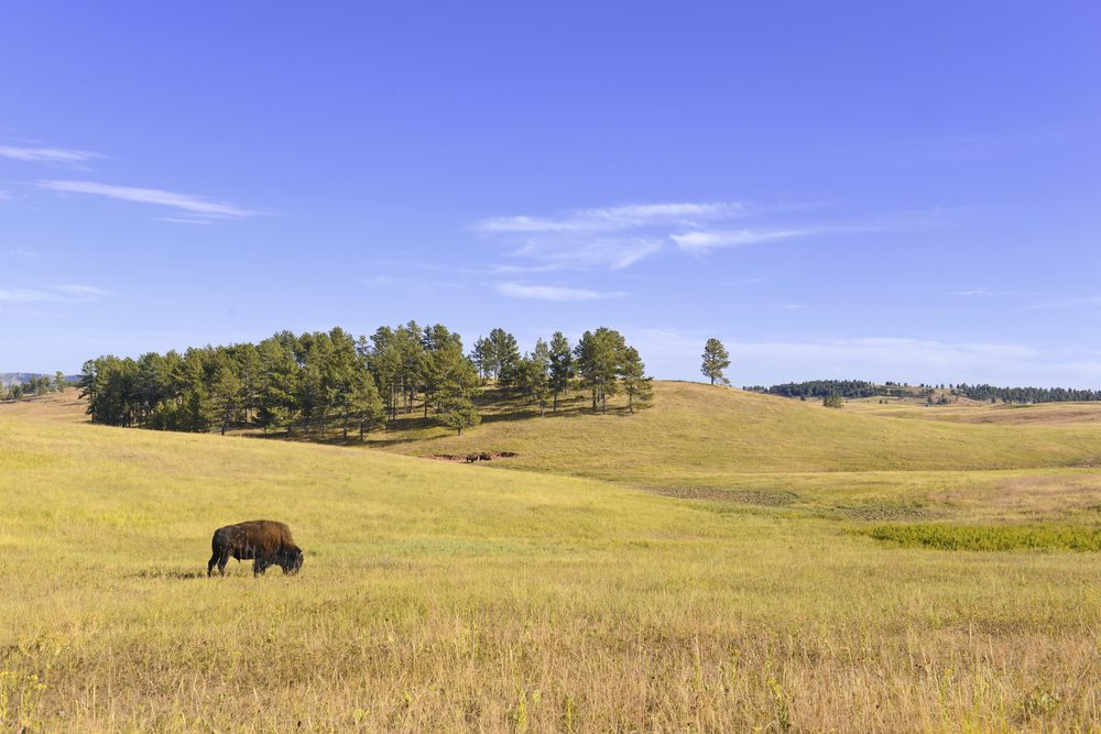 Wind Cave National Park (Official GANP Park Page)